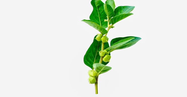 Ashwagandha © Shutterstock