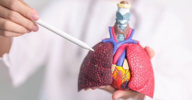Herz lunge © Shutterstock