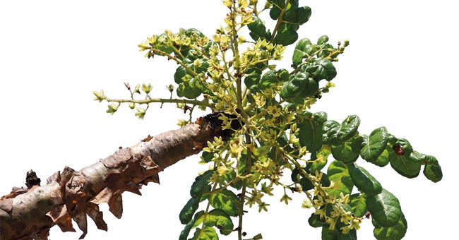 Charakteristisch für Boswellia-Arten ist neben ihren kleinen weißen bis blassrosa Blüten auch ihre dicke, papierartige Rinde. Sie löst sich leicht ab. © iStock