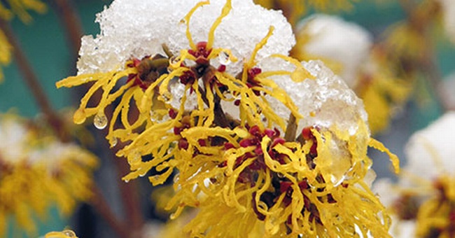 Hamamelis © iStock