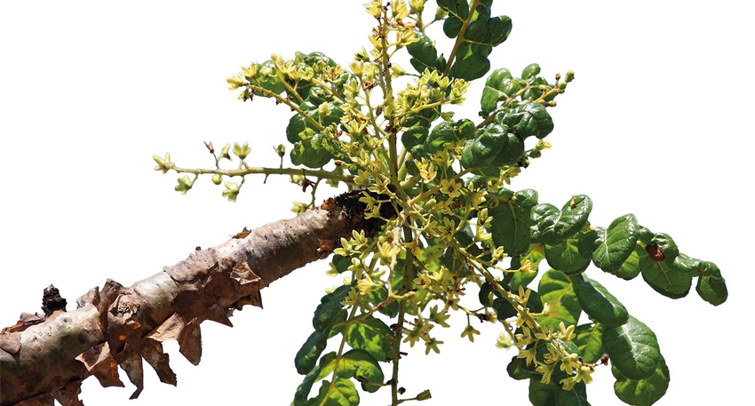 Charakteristisch für Boswellia-Arten ist neben ihren kleinen weißen bis blassrosa Blüten auch ihre dicke, papierartige Rinde. Sie löst sich leicht ab. © iStock