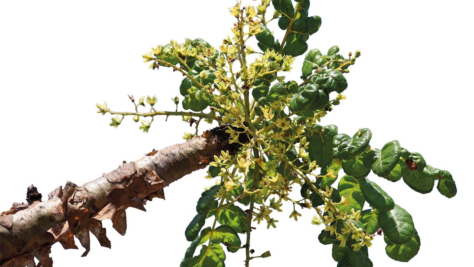 Charakteristisch für Boswellia-Arten ist neben ihren kleinen weißen bis blassrosa Blüten auch ihre dicke, papierartige Rinde. Sie löst sich leicht ab. © iStock