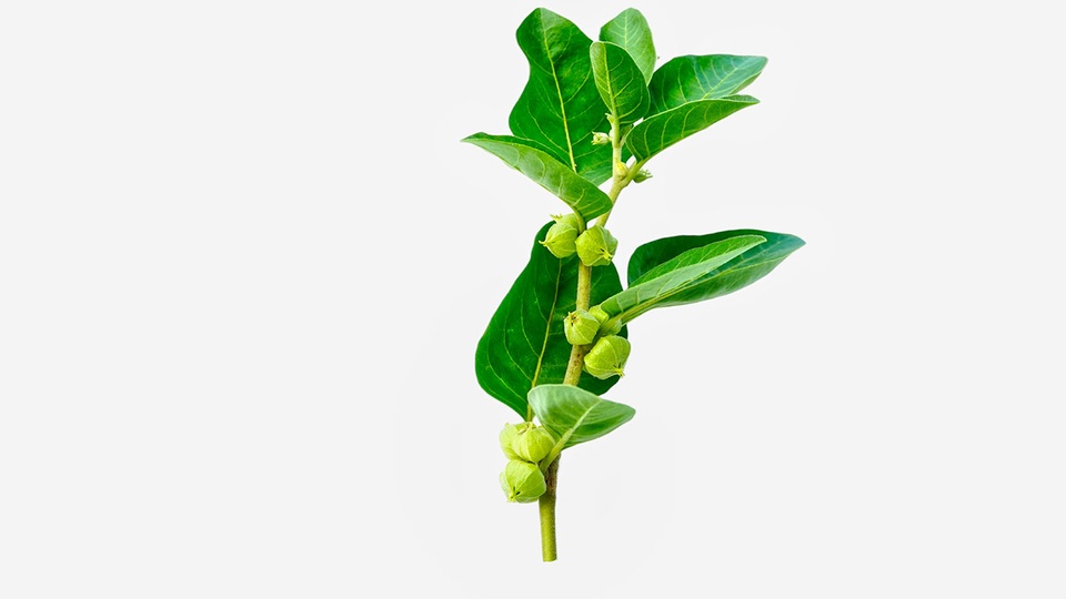 Ashwagandha © Shutterstock