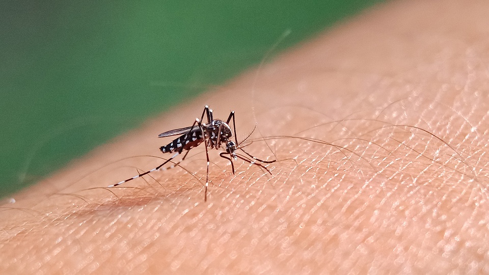 Dengue-Mücke © Shutterstock